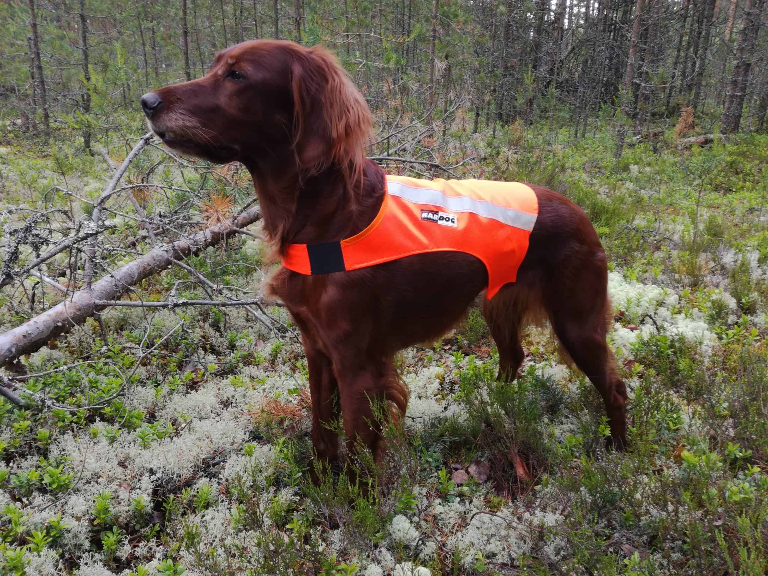 Metsästyskoiratarvikkeet, koiran huomioliivit ja kelluttavat GPS huomioliivit. KarDog Ruska huomioliivi, oranssi.