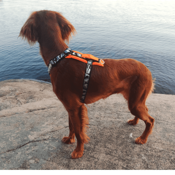 Koirantaluttimet ja koiranvaljaat, KarDog Hulda koiranvaljas, väri musta-oranssi.