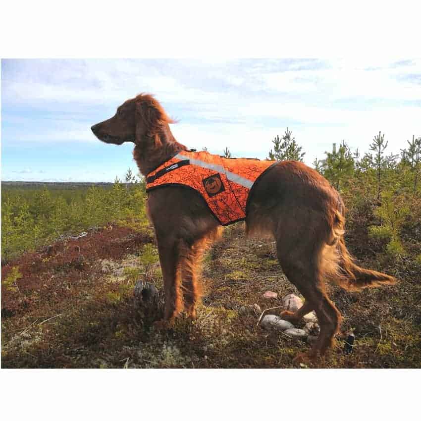 KarDog-Jeri-Risucamo-kelluttava-huomioliivi | Suomen Erämetsästys Koiran huomioliivit ja kelluttavat GPS huomioliivit. KarDog Jeri Ricusamo on kelluttava huomioliivi.